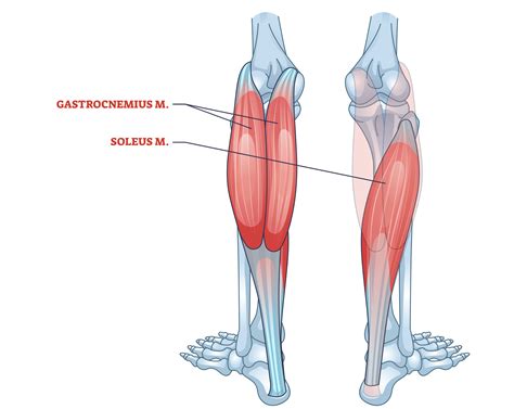 Soleus Muscle The Calf Muscles Gastrocnemius & Soleus Actions