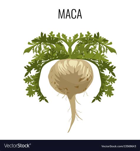 Image result for Maca Root Copy Right Free Images