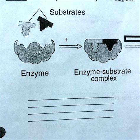 Substrates + Enzyme Enzyme-substrate complex