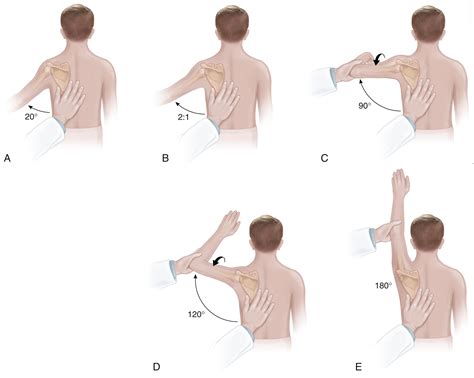 The Orthopaedic Examination: A Comprehensive Overview - Clinical Tree