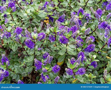 Purple Flowers and Green Leaves of Hedge Veronica Stock Image - Image ...
