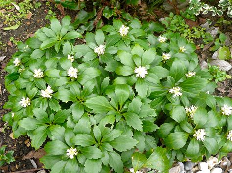 Pachysandra Ground Cover