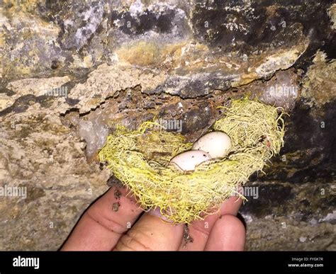 Edible Bird Nest