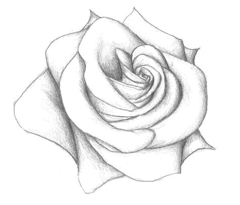 Realistic Drawing Of A Rose at PaintingValley.com | Explore collection ...