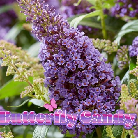 Li'l Lavender™ Butterfly Bush | Plant Addicts