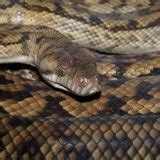 Image result for Amethystine Python Habitat