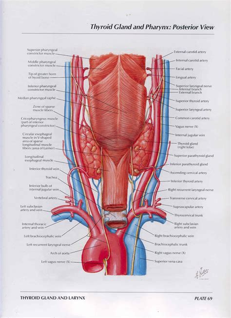 .: Medicina Islamica :.: Anatomi Fisiologi Glandula Thyroidea dan ...