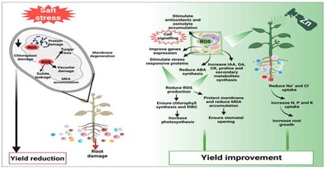 How Does Zinc Improve Salinity Tolerance? Mechanisms and Future Prospects