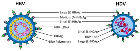 Hepatitis B Virus Structure