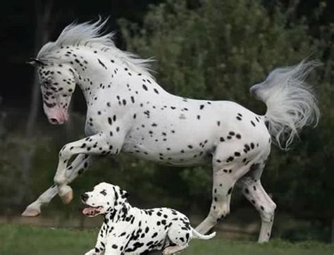 Beauty of Animals -  Spreading Goodness and Kindness to the World