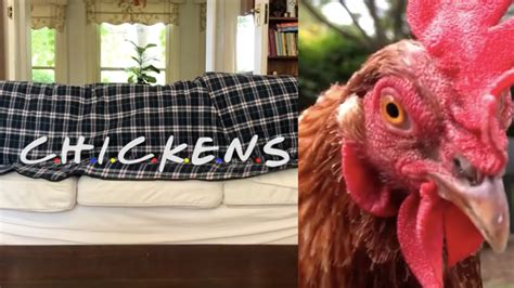 HowToBasic Chicken Parody 的图像结果