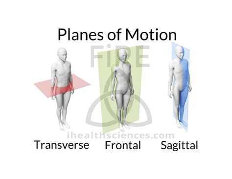 Anatomical Body Planes