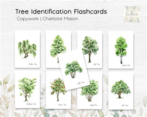 Tree Flashcard 的图像结果