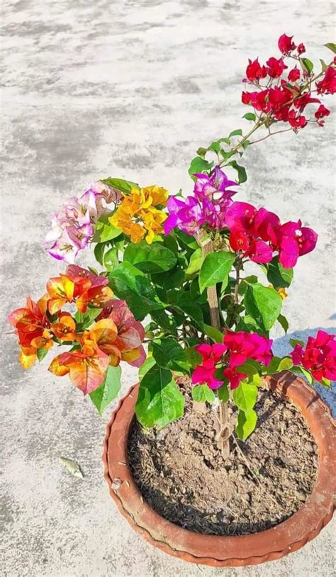 Multicolor Bougainvillea Plant live : Amazon.in: Garden & Outdoors