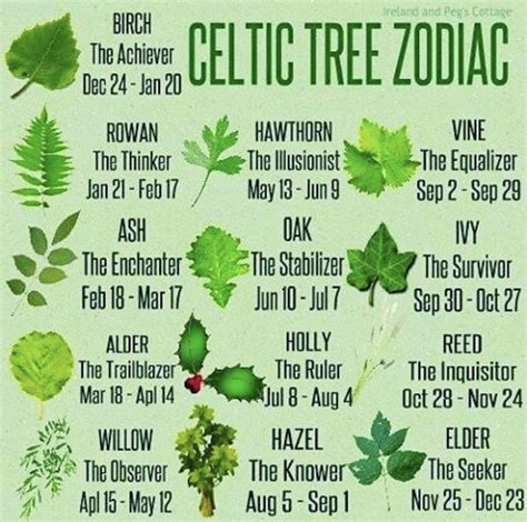 Celtic Zodiac Signs Tree - Zodiac Elements Explained