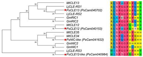 CLAVATA3/EMBRYO SURROUNDING REGION Genes Involved in Symbiotic ...