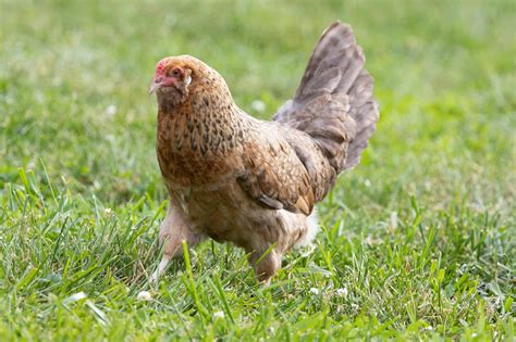 Easter Egger Hen vs. Rooster: What Are the Differences? - A-Z Animals