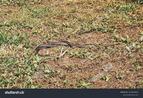 Two Snakes Dancing During Sexual Intercourse Stock Photo 2579629063 ...