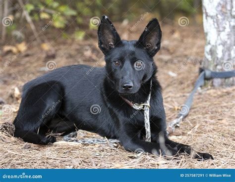 Belgian Malinois German Shepherd Mix Belgian Malinois Mixed With