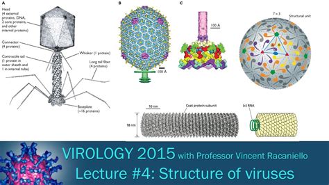 Basic Virus Structure 的图像结果