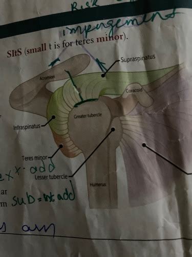 Musculoskeletal Flashcards | Quizlet