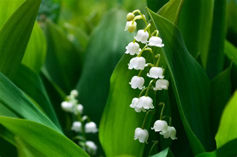 May Birth Flowers: Lily of the Valley and Hawthorn - SnapBlooms Blogs
