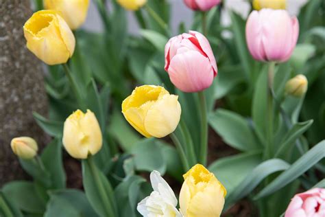 Tulips: Plant Care & Growing Guide