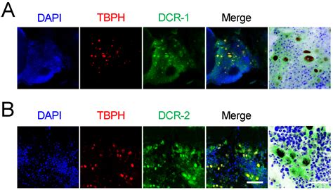 Dicer Is Involved in Cytotoxicity and Motor Impairment Induced by TBPH ...