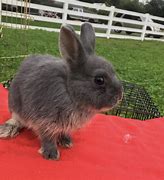 Image result for Dwarf Rabbits as Pets