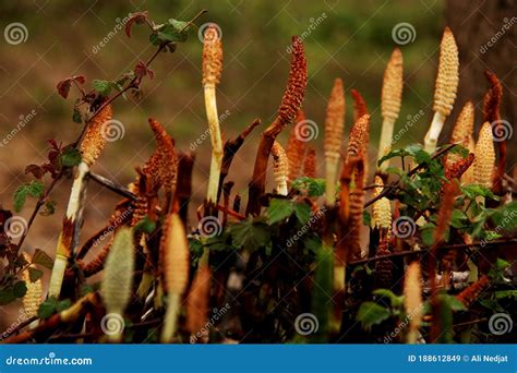 Weird plants in the Forest stock image. Image of eukaryotes - 188612849