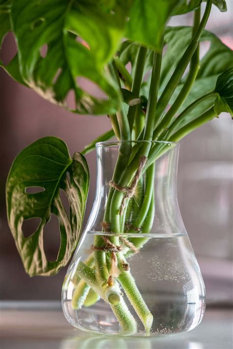 How to Propagate Plants in Water: Easy Steps for Rooting Cuttings ...