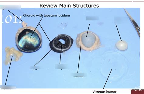Image result for Alien Earth Eye Ball Sheep
