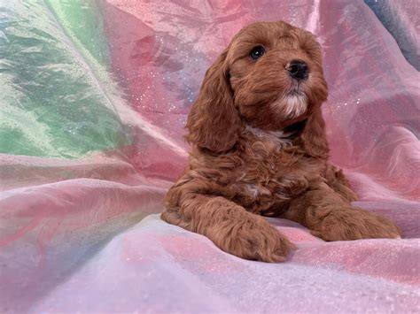 Image result for Dark Red Cockapoo