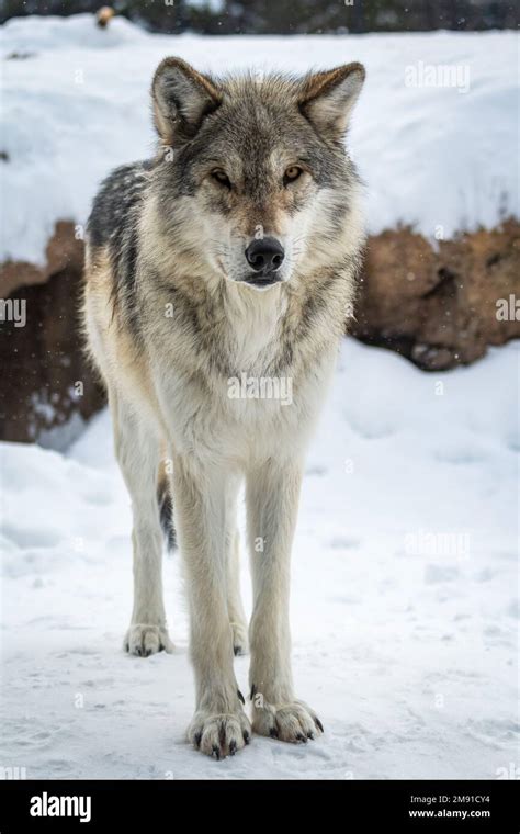 Image result for Wolves Abd Yellowstone