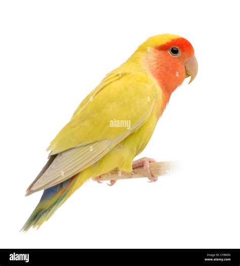 Lovebird hi-res stock photography and images - Alamy