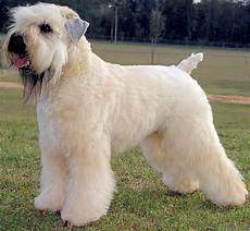 soft coated wheaten terrier haircut dog wheaten soft coated wheaten terrier with undocked tail about dock photos mtgimage org soft coated wheaten terrier haircut dog wheaten soft coated wheaten terrier with undocked tail about dock photos mtgimage org
