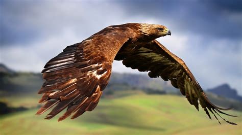 hawks, Animals, Birds, Flying, Eagle Wallpapers HD / Desktop and Mobile ...