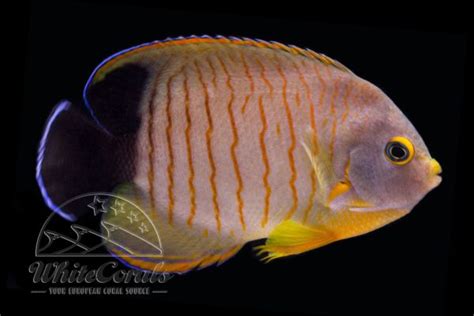 Über 100 Kaiserfische und Falterfische [kaufen & informieren] bei ...