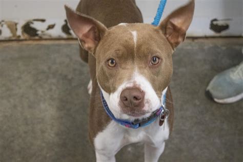 Animals at Humane Society of North Central Arkansas