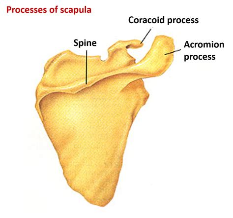 Scapula – Anatomy QA