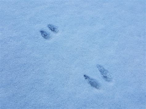 Fisher Cat Tracks In Snow
