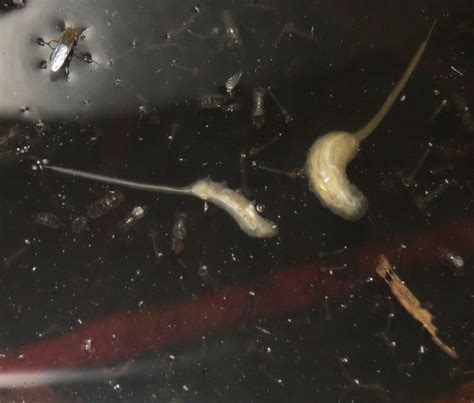 Bug Eric: Fly Day Friday: Rat-tailed Maggots