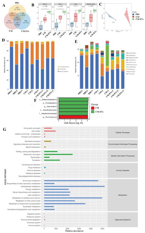 Camel Milk-Derived Extracellular Vesicles as a Functional Food ...