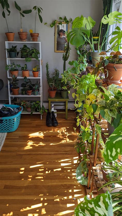 Why do people love Black Gold potting mix?? : r/houseplants