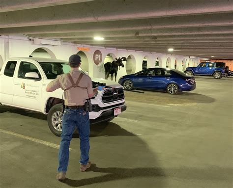 Moose in Vail parking structure gets relocated | VailDaily.com