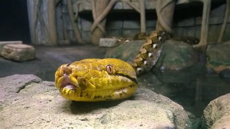 Reticulated Python Poop 的图像结果