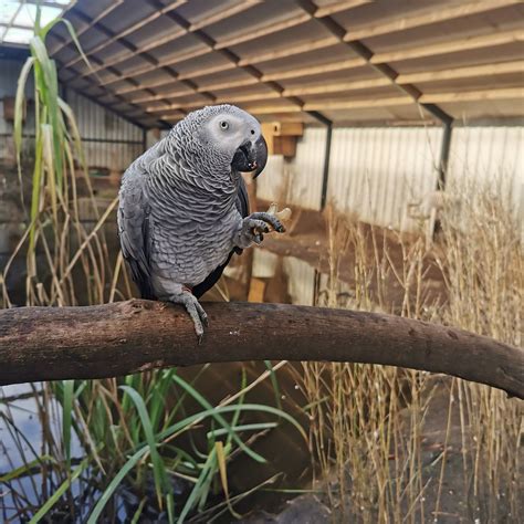 Dyrenes Verden Filskov Mini Zoo i Billund (Grindsted) - All You Need to ...