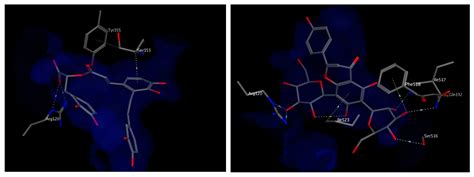 Thymus algeriensis and Thymus fontanesii: Chemical Composition, In Vivo ...