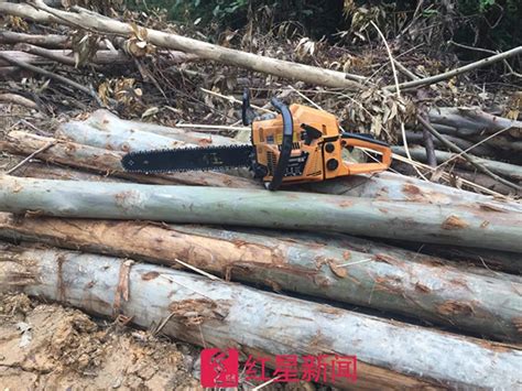 陕西农户称承包林地的4500株核桃树遭当地村委会砍伐：事前根本没有通知