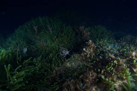 Image result for Blue-Ringed Octopus Hunting